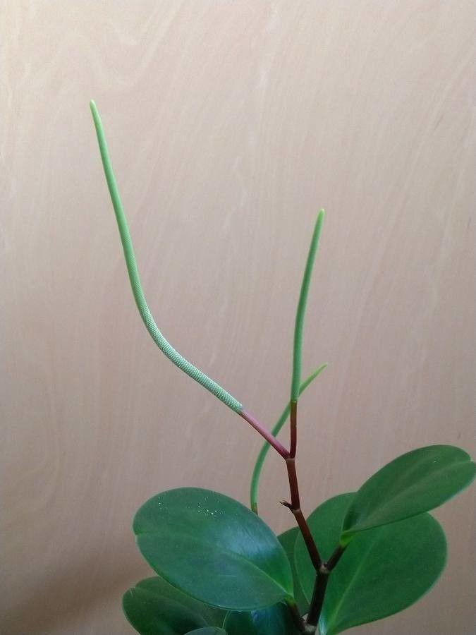 Peperomia obtusifolia