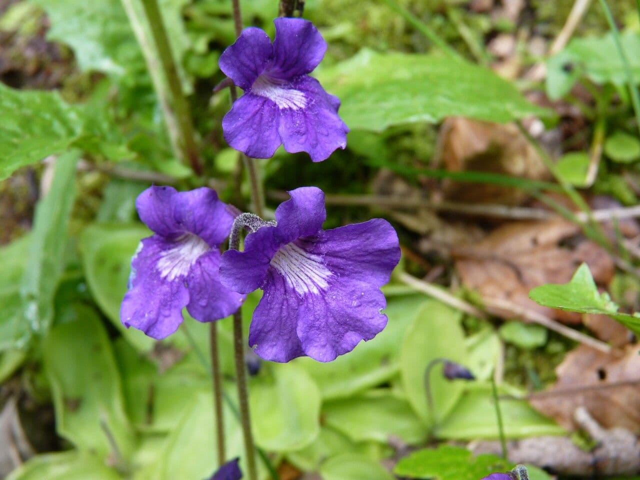 Pinguicula grandiflora