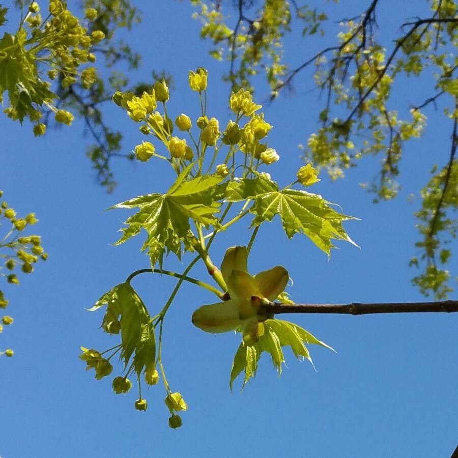 Acer platanoides