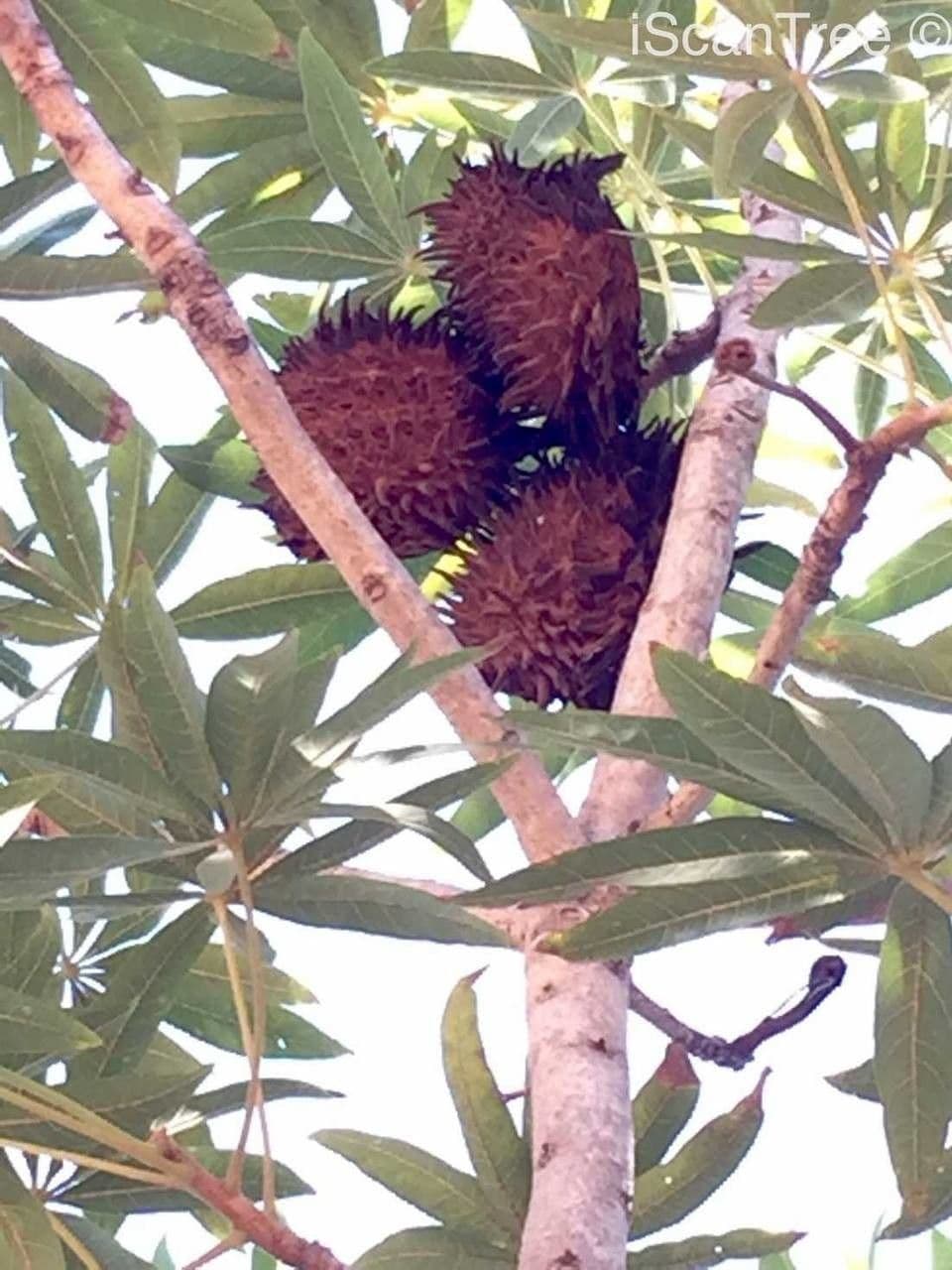 Sterculia murex