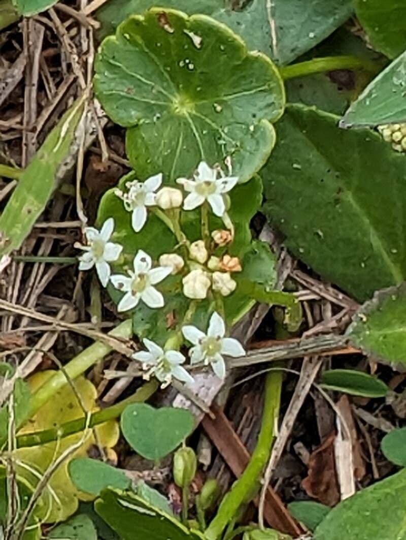 Hydrocotyle umbellata