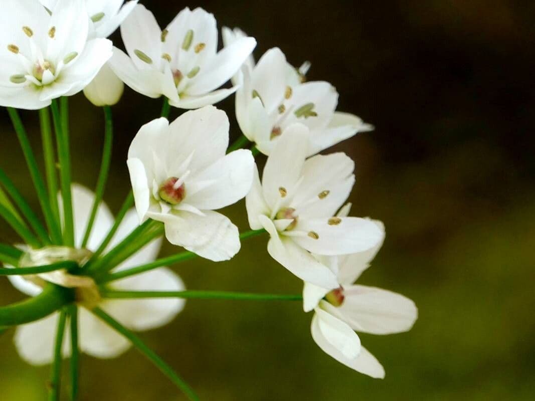 Allium neapolitanum