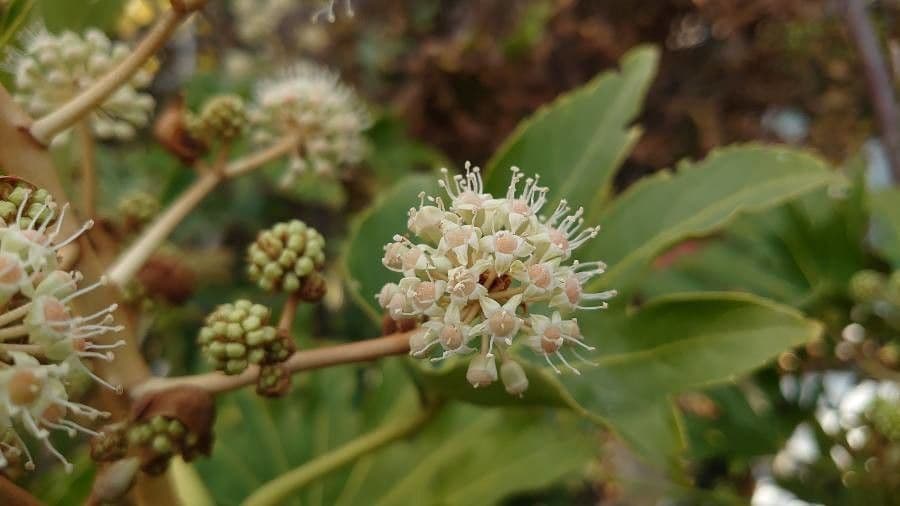 Fatsia japonica