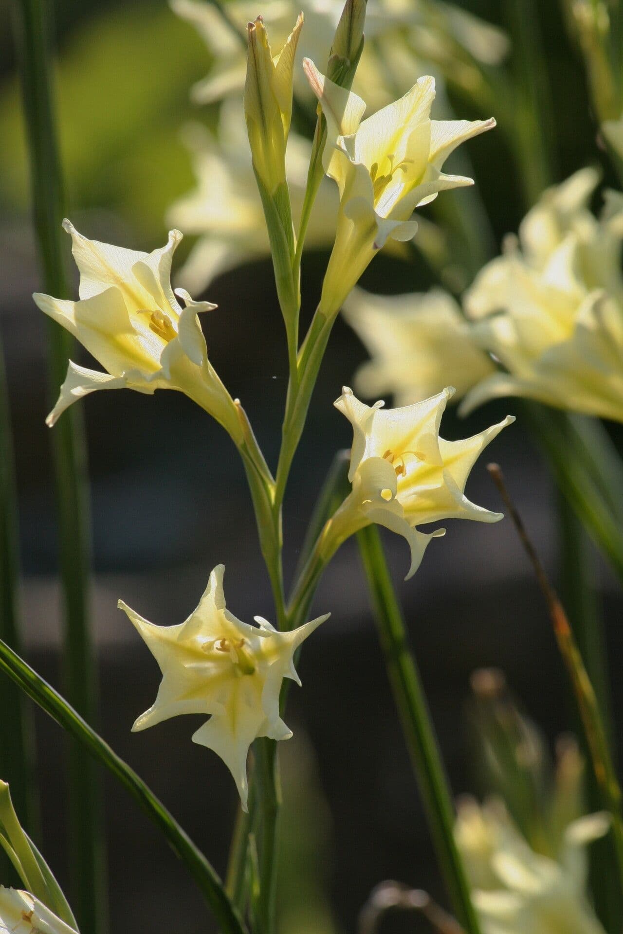 Gladiolus tristis