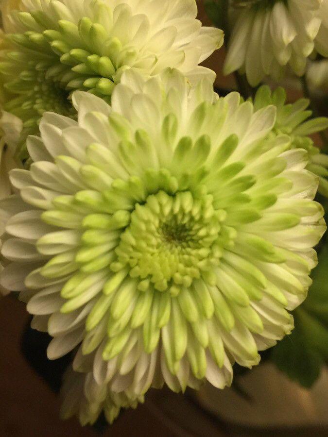 Chrysanthemum indicum