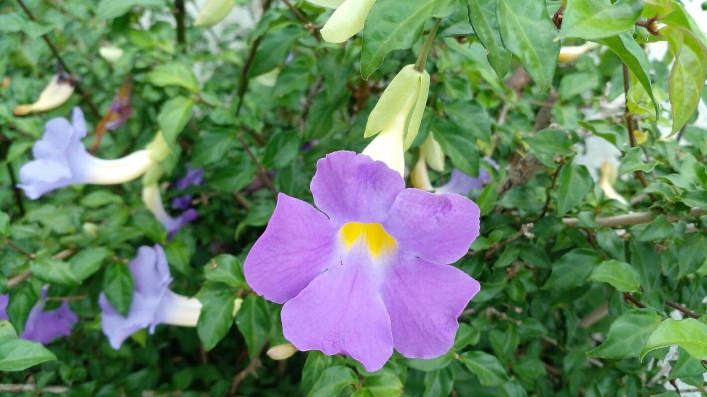 Thunbergia erecta