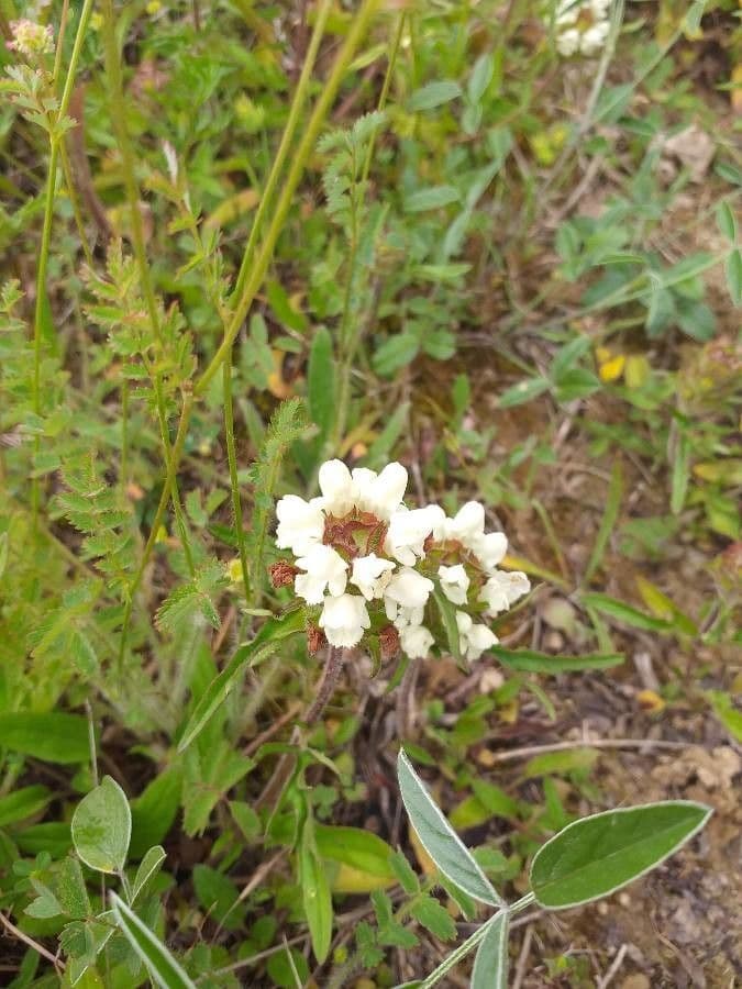 Prunella laciniata