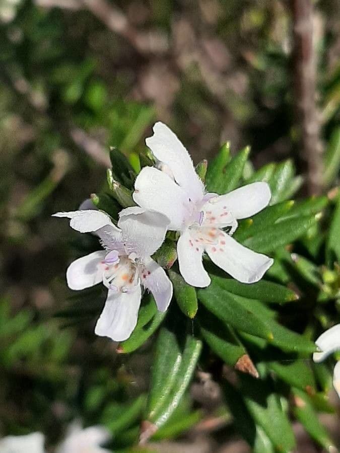 Westringia fruticosa