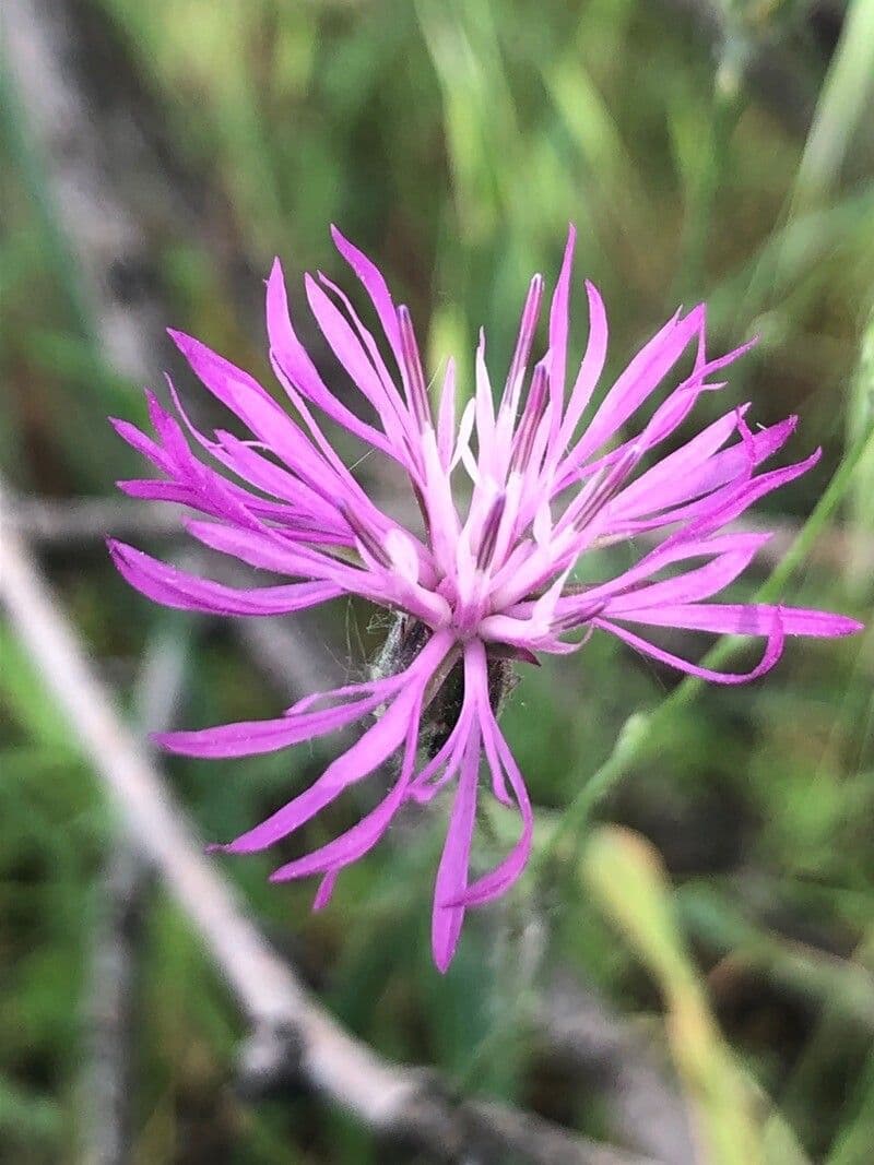 Crupina vulgaris