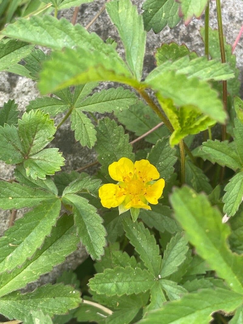 Potentilla reptans