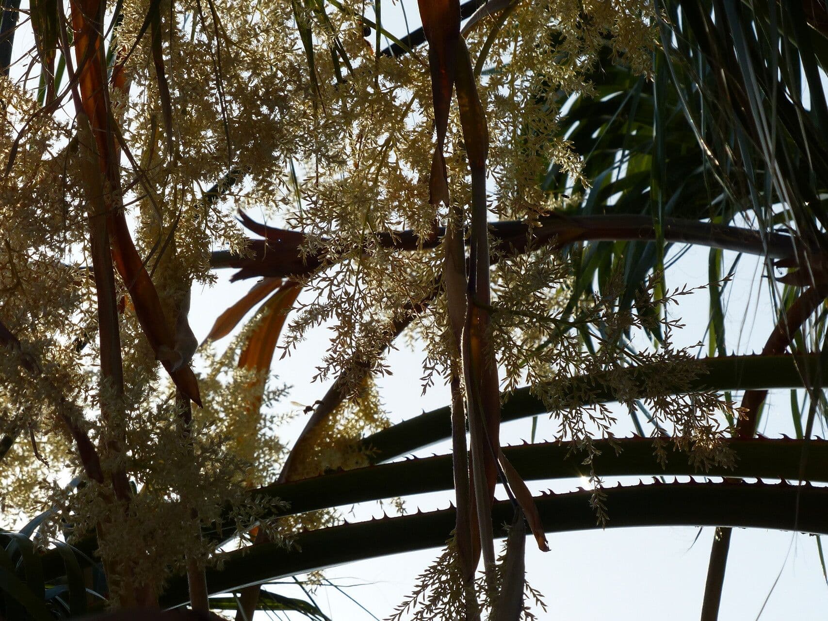 Washingtonia filifera