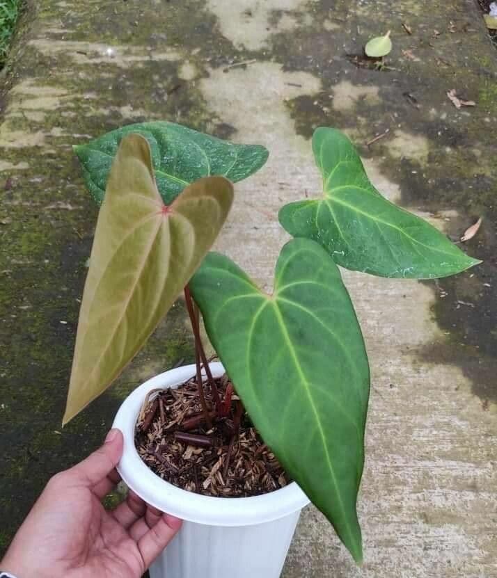 Anthurium papillilaminum