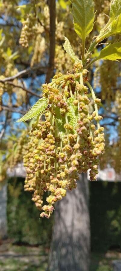 Quercus castaneifolia