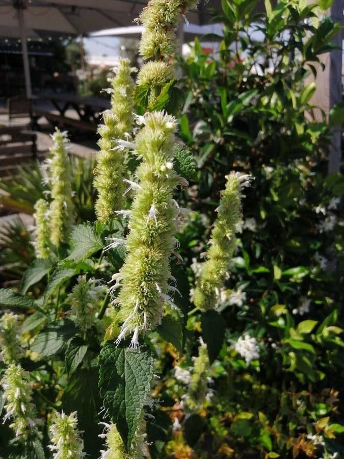 Agastache nepetoides