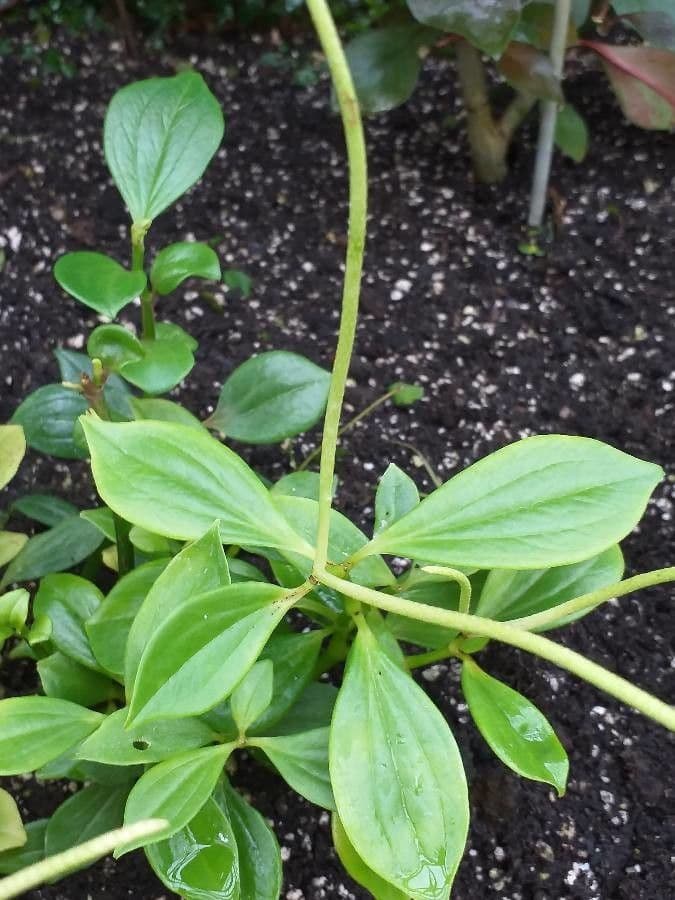 Peperomia glabella