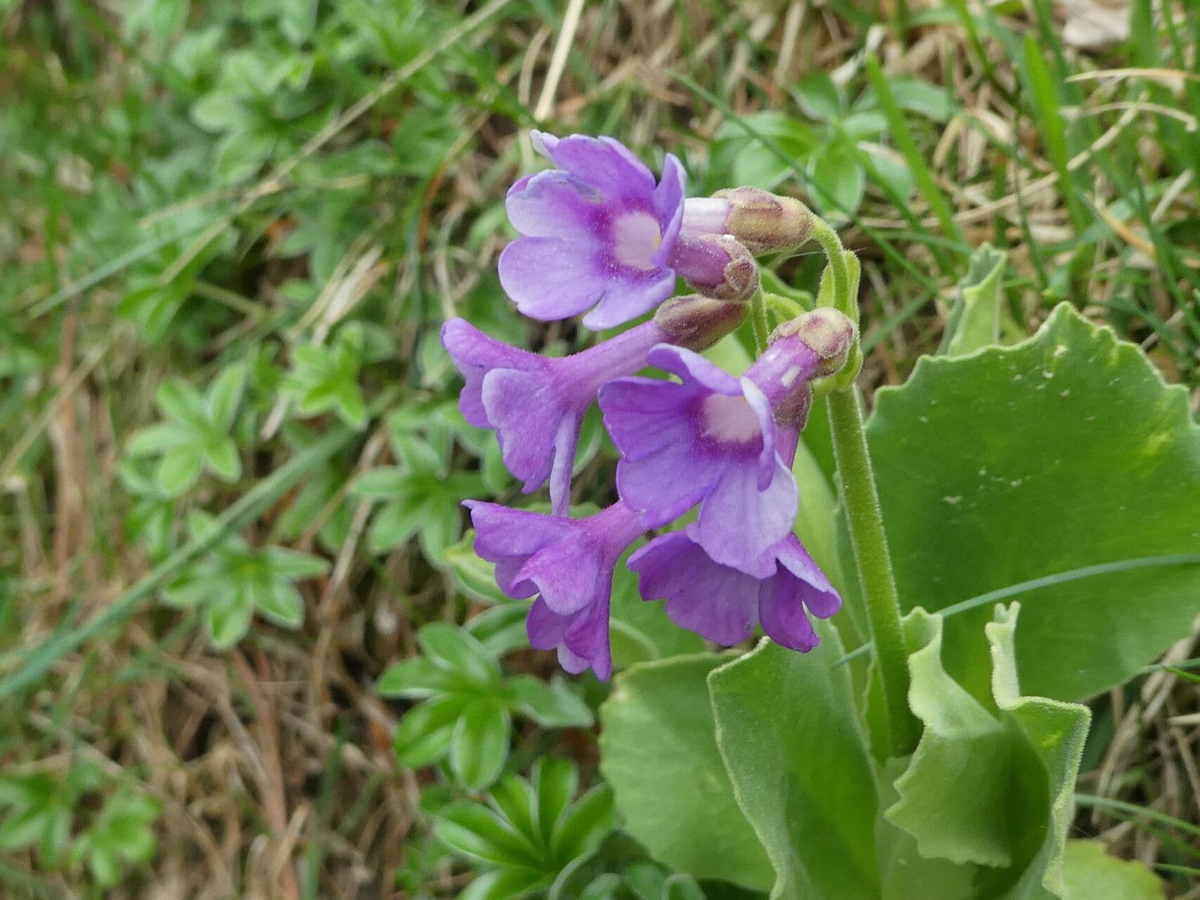 Primula latifolia