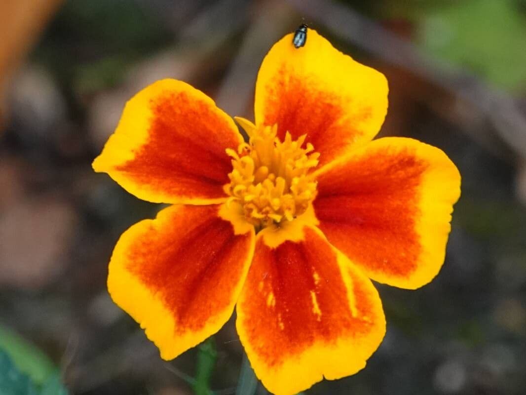 Tagetes tenuifolia