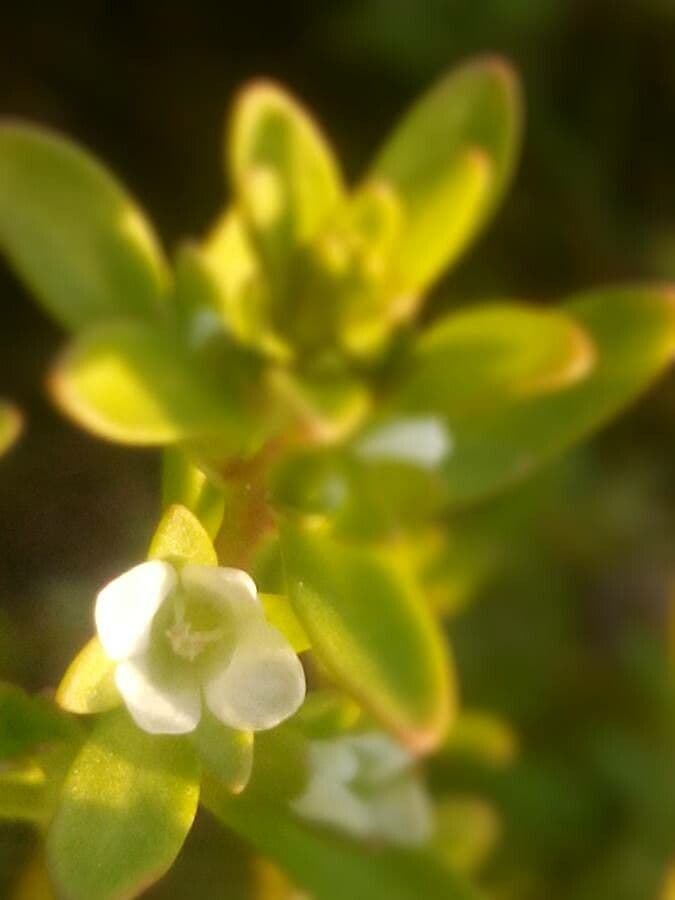 Veronica peregrina