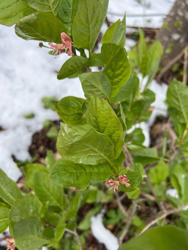 Lonicera alpigena