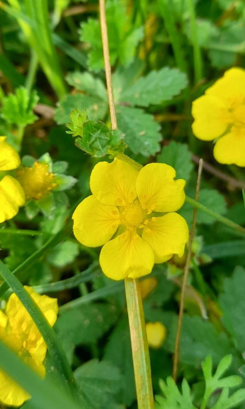 Potentilla reptans