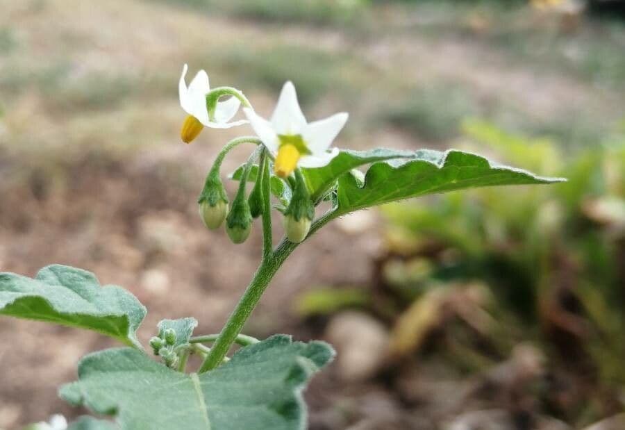 Solanum nigrum