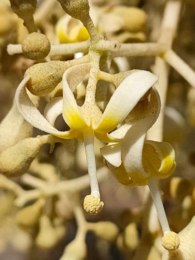 Firmiana simplex