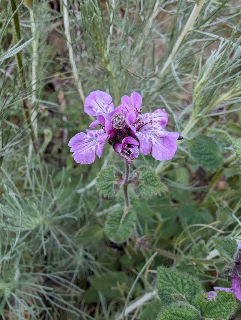 Stachys bullata