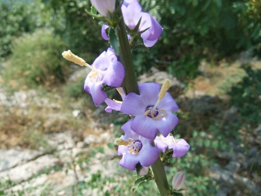 Campanula pyramidalis