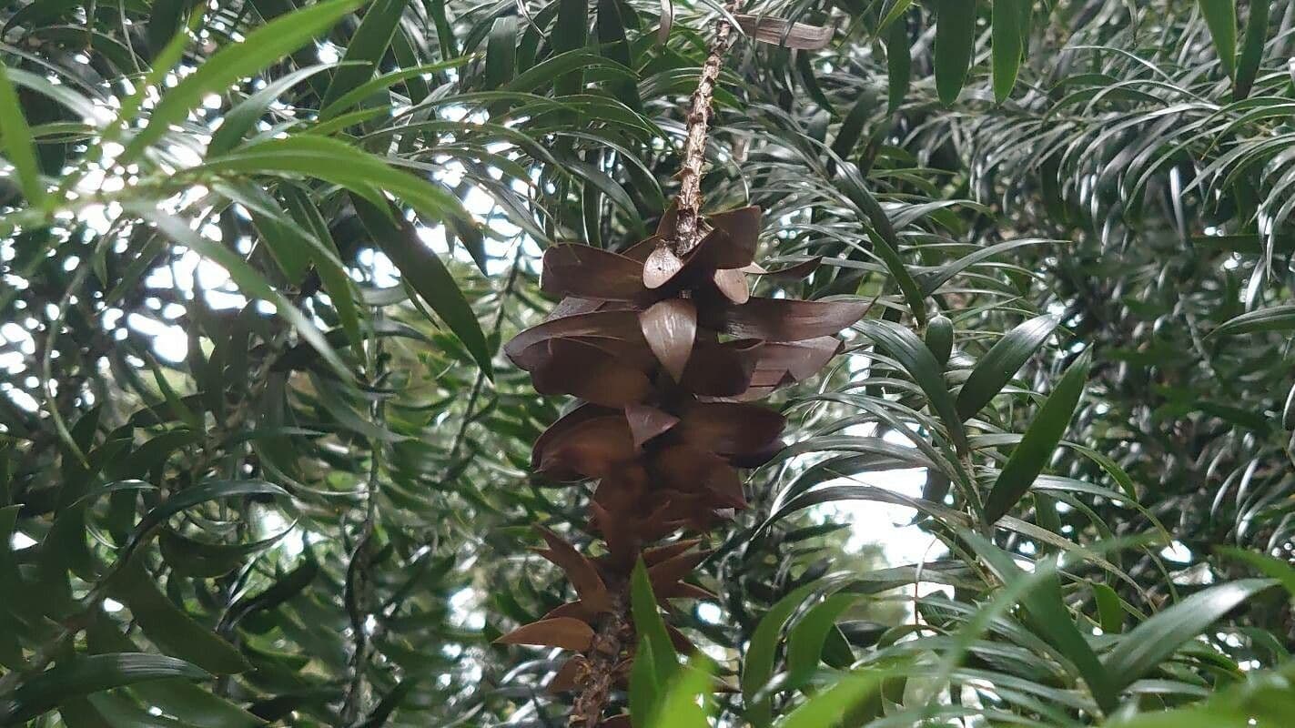 Araucaria bidwillii