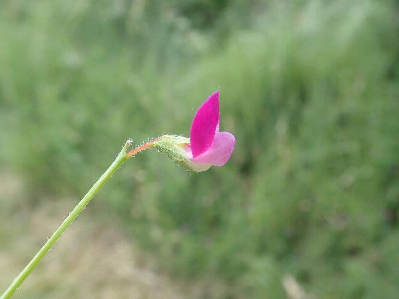 Lathyrus hirsutus