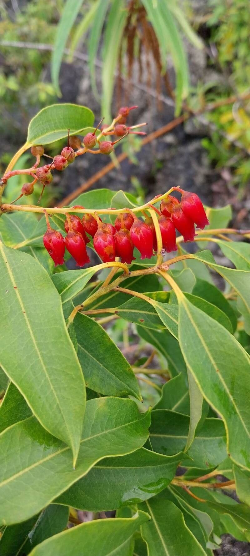 Agarista salicifolia