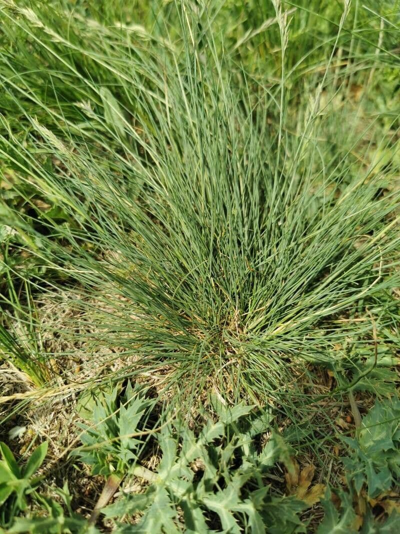 Festuca burgundiana