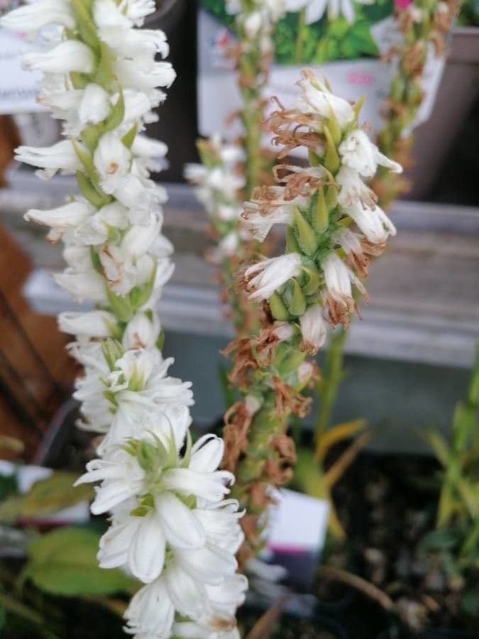 Spiranthes cernua