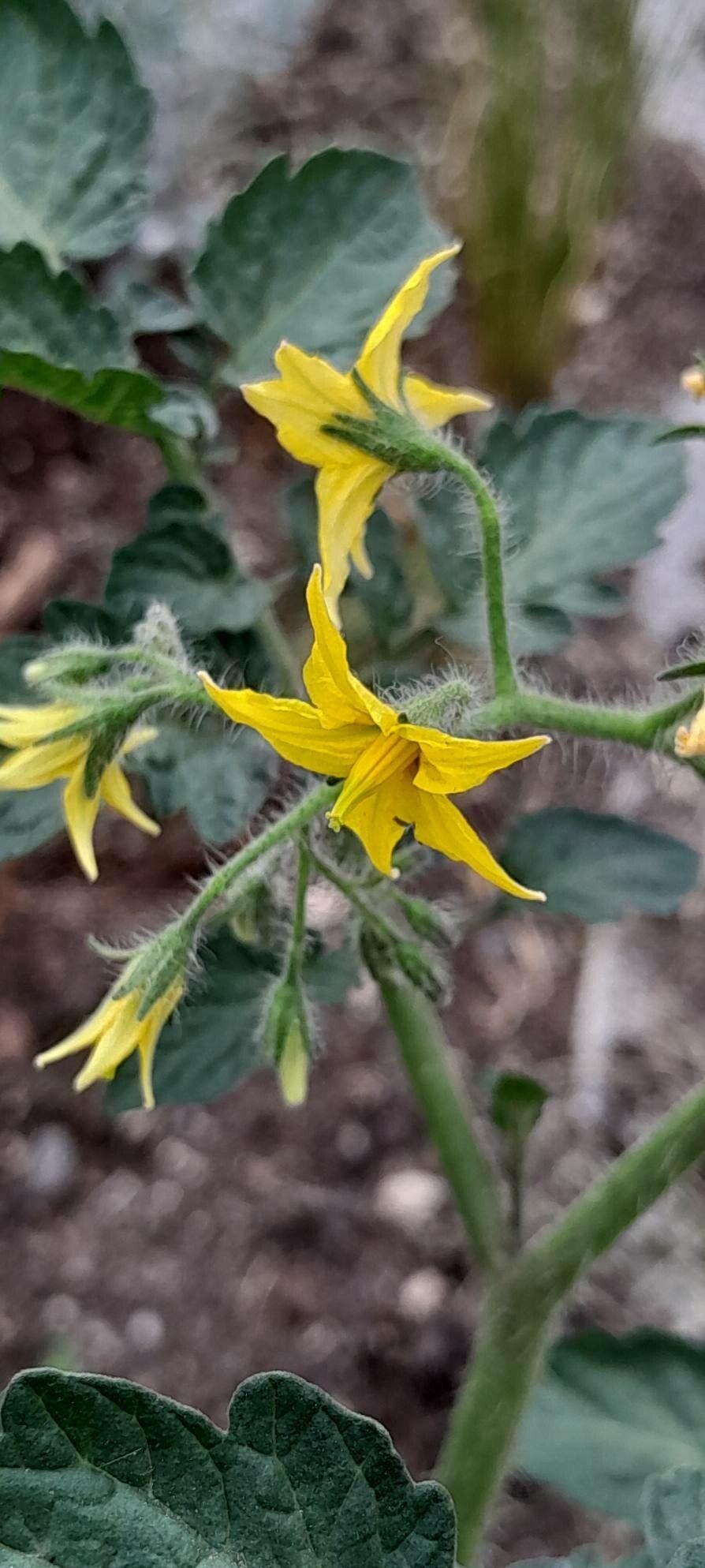 Solanum lycopersicum