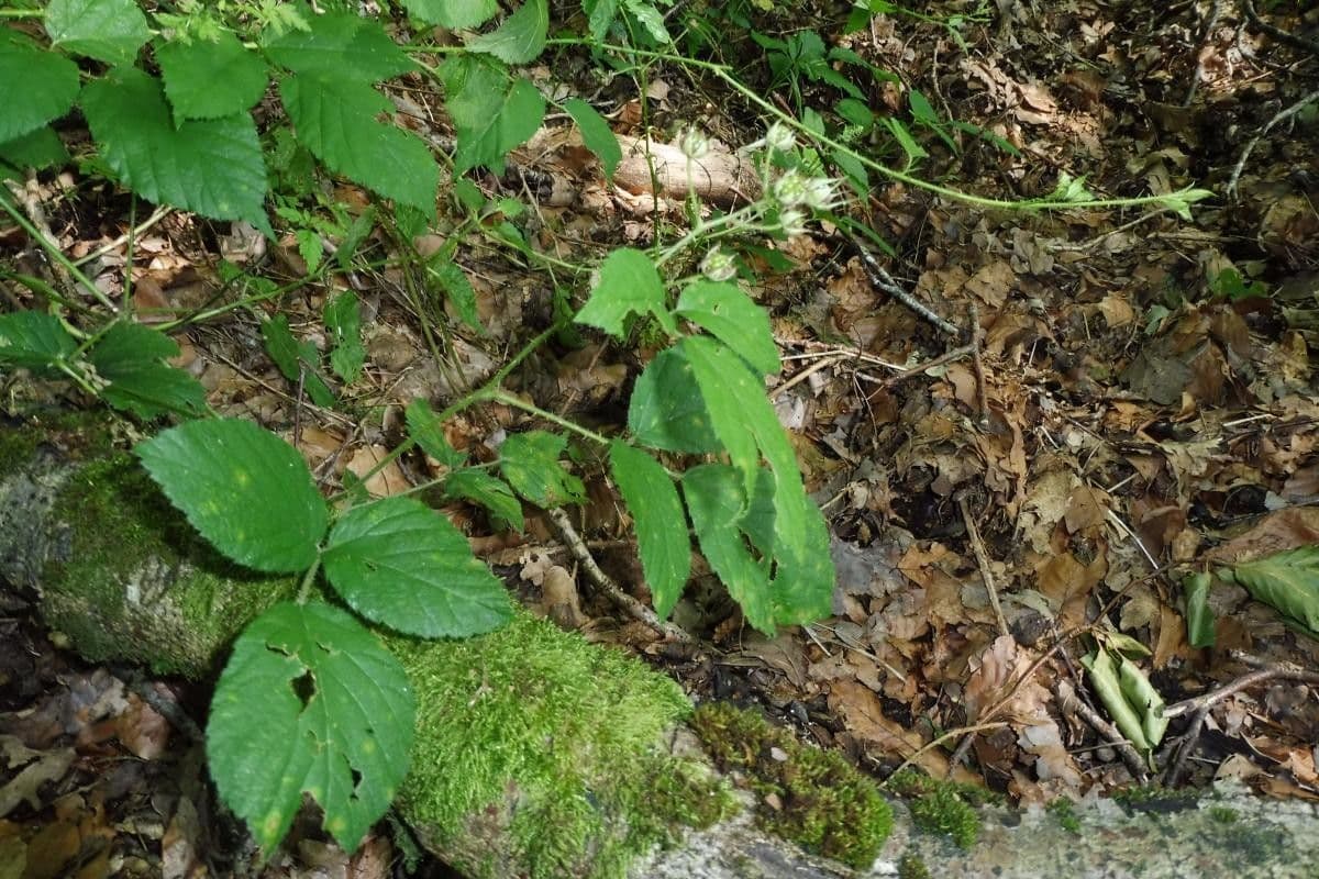 Rubus schleicheri
