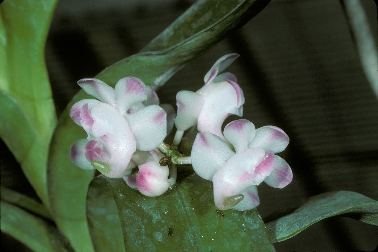 Aerides odorata