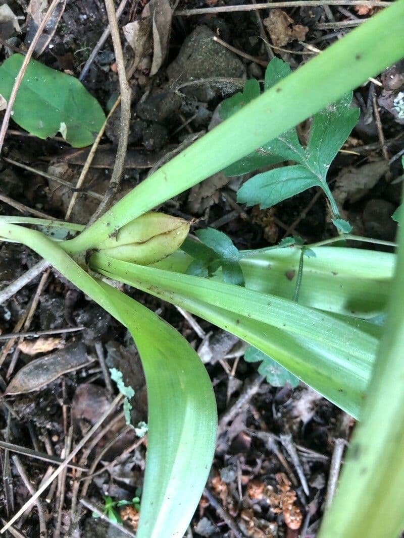 Colchicum umbrosum