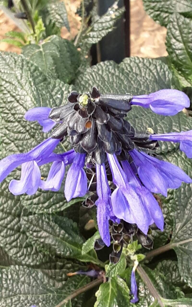 Salvia tiliifolia