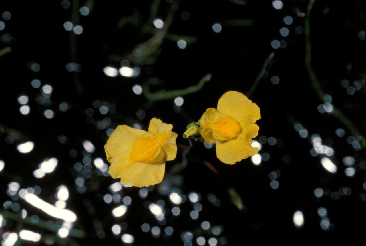 Utricularia vulgaris