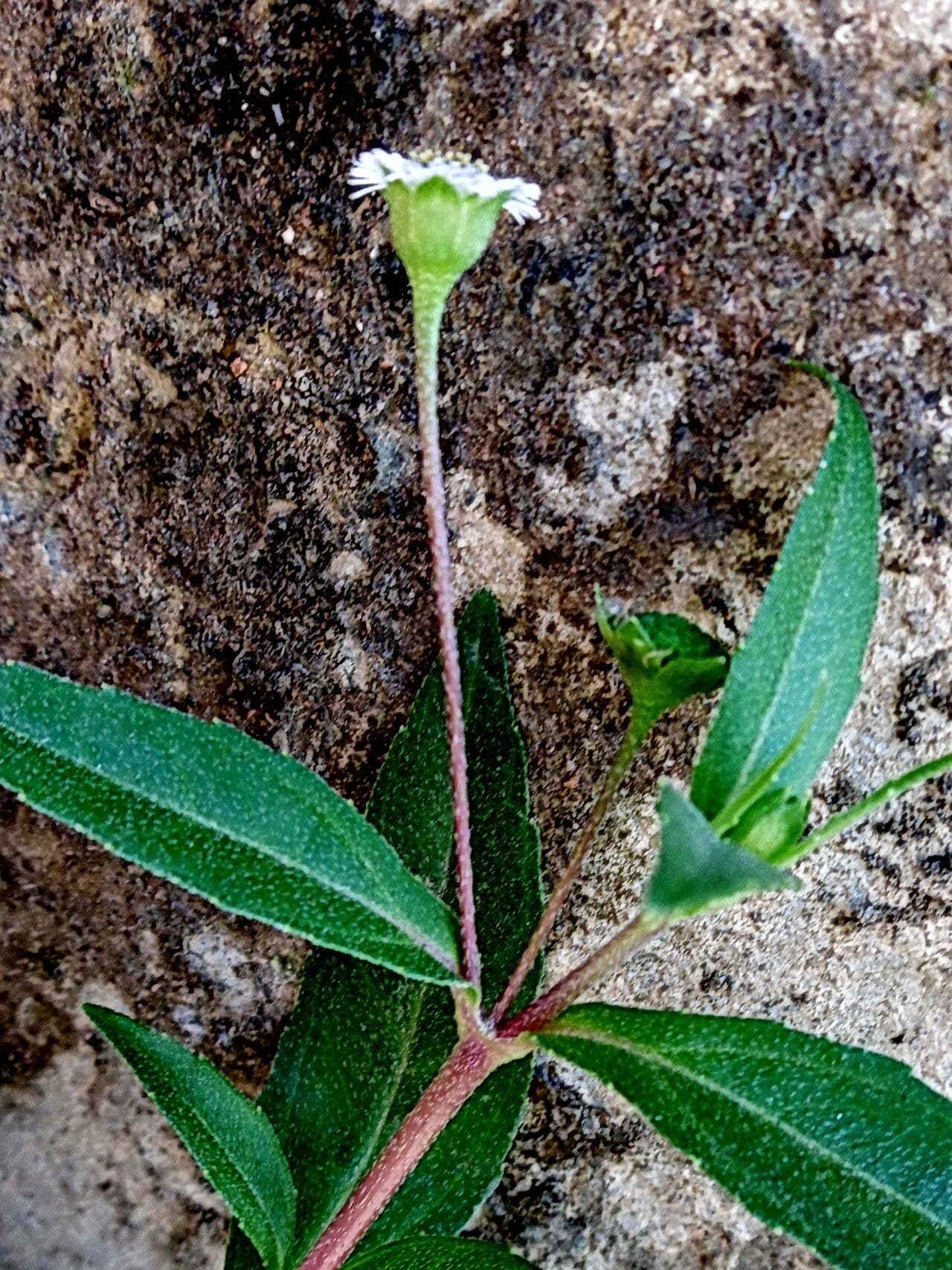 Eclipta prostrata