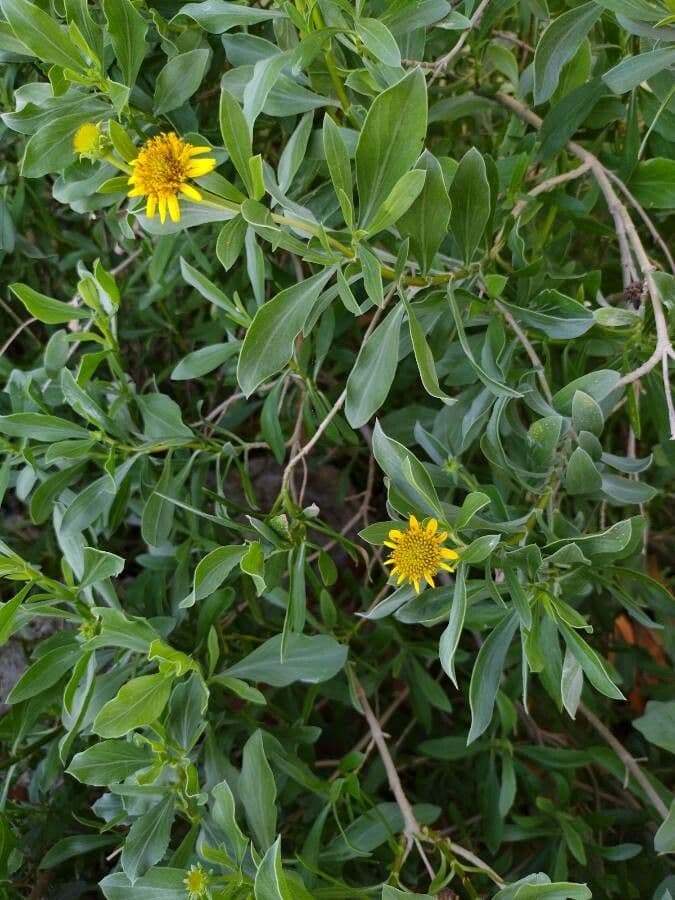 Borrichia frutescens