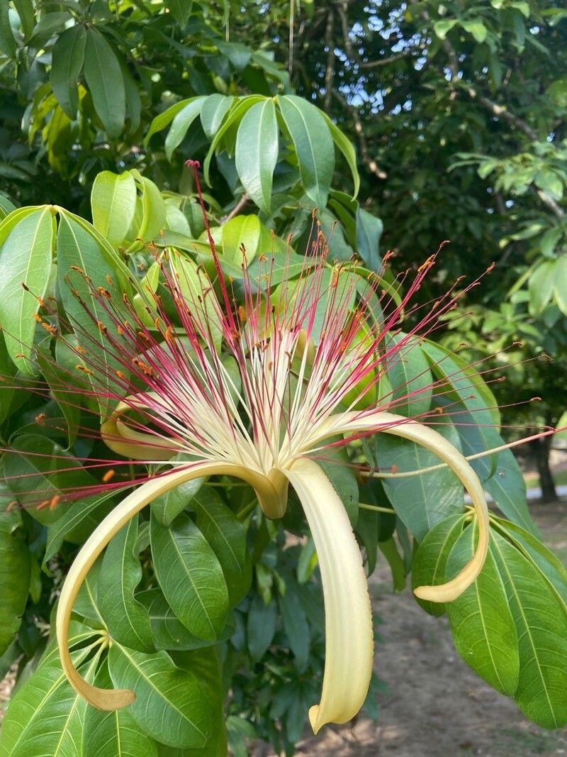 Pachira aquatica