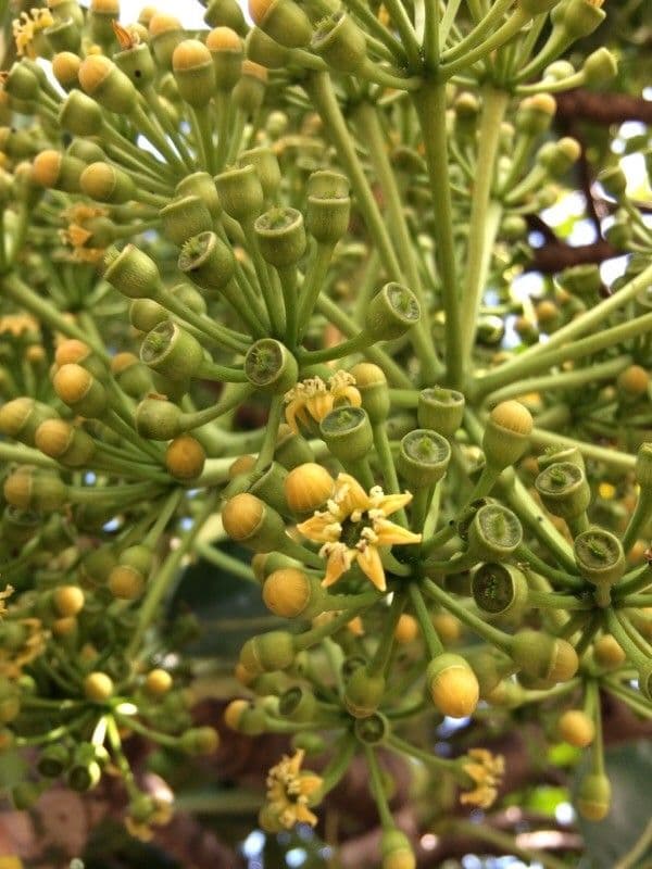 Polyscias cutispongia