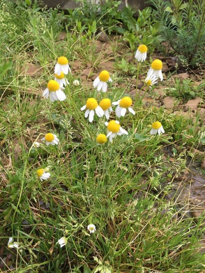 Matricaria chamomilla