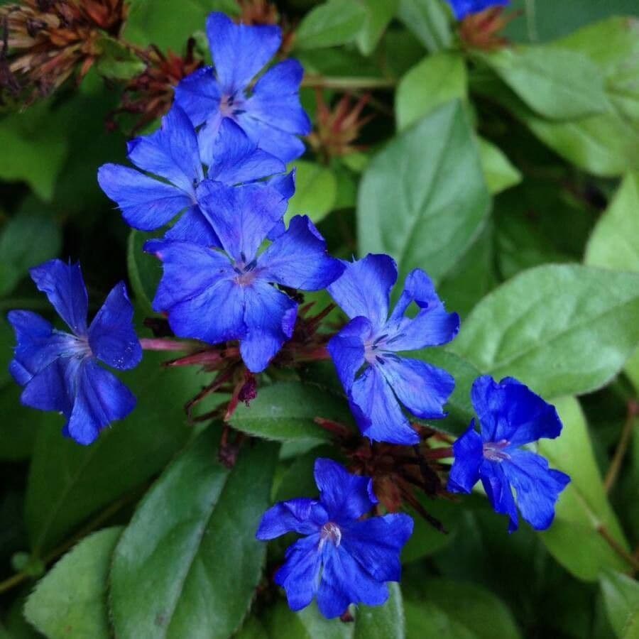 Ceratostigma plumbaginoides