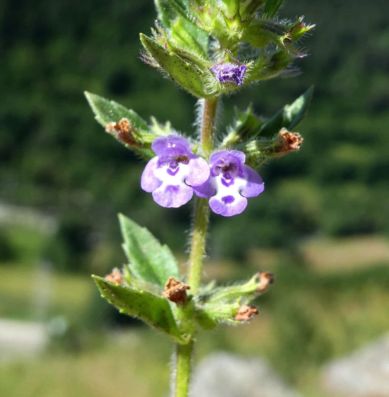 Clinopodium acinos