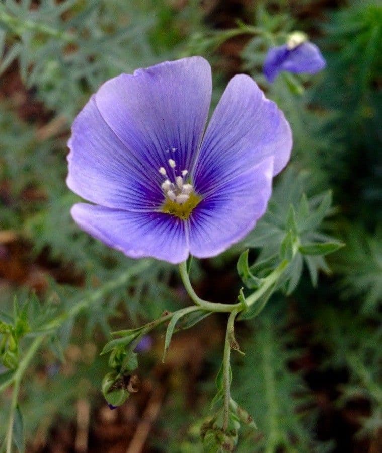 Linum alpinum