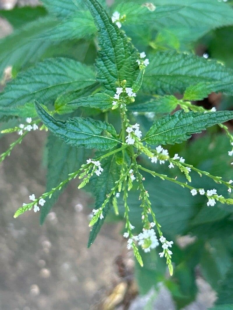 Verbena urticifolia