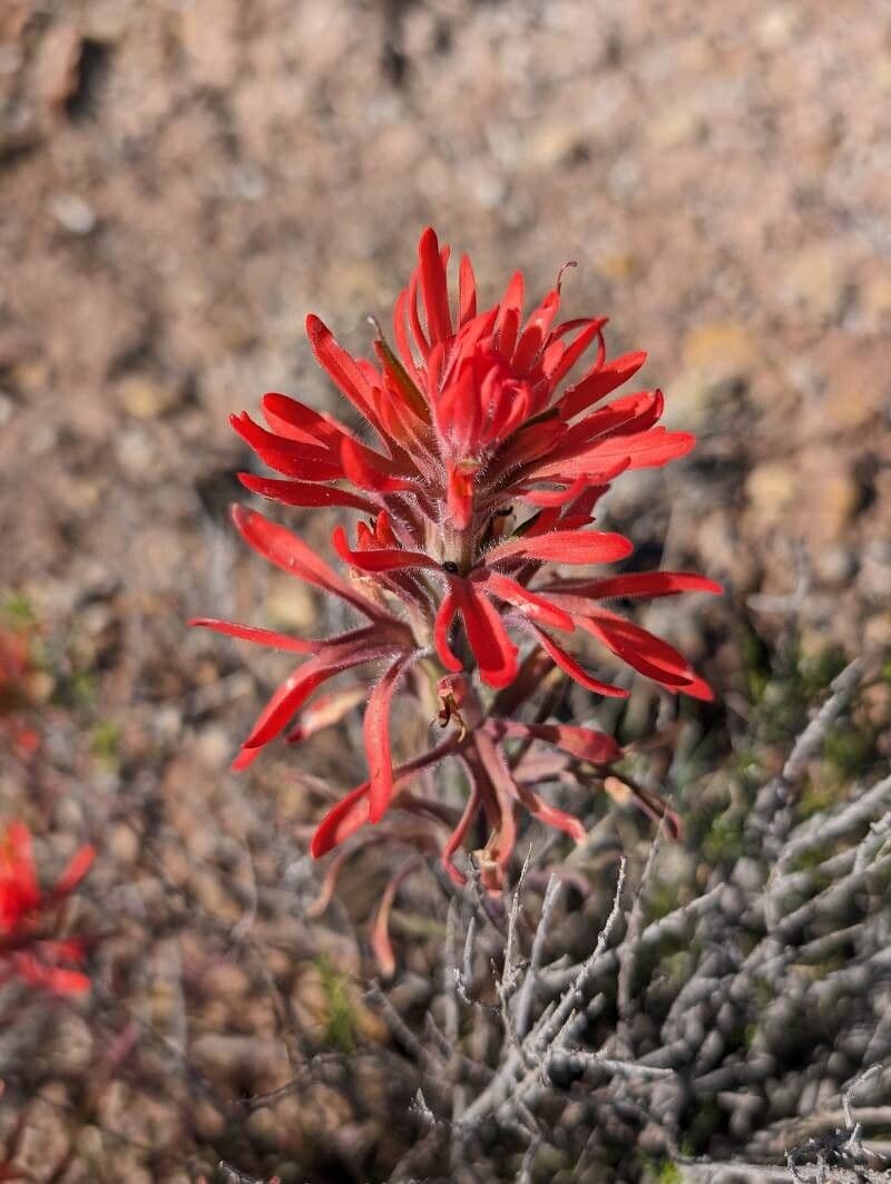 Castilleja applegatei