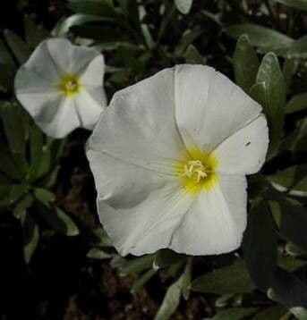 Convolvulus cneorum